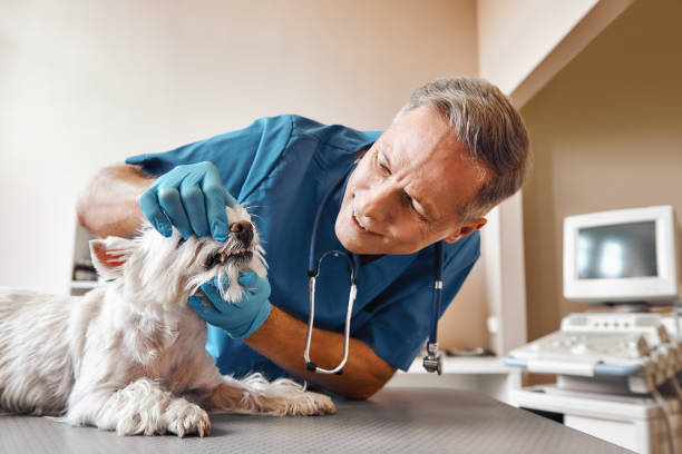 Best Emergency Tooth Extraction in Norwood, NY